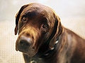 犬の留守番のさせ方