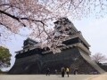 九州一の規模を誇る熊本城で桜を楽しもう【熊本】