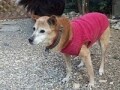 犬もアンチエイジングの時代――半数以上はシニア犬