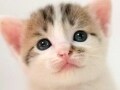 ウル目で攻撃中の子ねこ