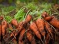 田舎の真相／泥付き野菜がお裾分けされる理由