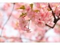 簡単な英単語のドッキングでお花見