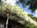 ゴールデンウィークと5月の鎌倉の見所10選【2019年版】