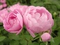 バラの種類と育て方