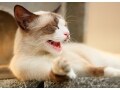 1億2000万分の1の「笑っていいとも!」 その2