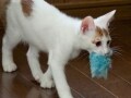 猫グッズに望む同居人の本音