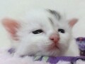 眠りに落ちる瞬間の子猫