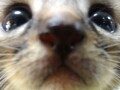 好奇心満タンの猫は？！