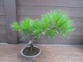 松の盆栽の剪定と育て方、4つのポイントを解説～黒松・赤松～