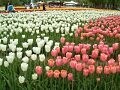 カラフルな花満載！となみチューリップフェア【富山】