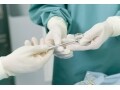 虫垂は「無用の用」だった？ 虫垂の働きと虫垂炎
