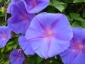 写真のリサイズはWindowsで簡単にできる！