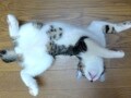 癒やしのヘソ天子猫寝姿