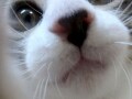 もしも猫がセルフィーしたら？！