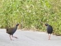 沖縄、ヤンバルクイナに会える森のホテル