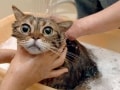 猫のシャンプーのやり方とは？ 準備・手順を紹介