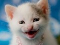 なんか企んでそうな顔の猫