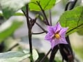 春から始める野菜