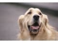 改めて考えておきたい「愛犬の防災」