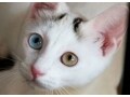 オッドアイの猫は幸運を招く？左右の目の色が違う猫の秘密とは