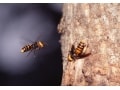 デング熱より怖い？国内に存在する毒虫