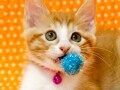 とっても役に立つ猫の手！