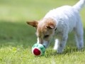 犬はもちろん、動物に与えられるべき5つの自由