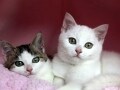 猫の最新ワクチン情報