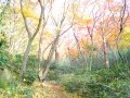 鎌倉紅葉ハイキング 美しいモミジの獅子舞の谷へ
