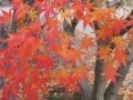 秋ドラマスタートガイド：各局のエース級が激突(後)