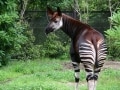 横浜の動物園＜ズーラシア、野毛山、金沢＞の楽しみ方
