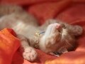 お日様大好き猫