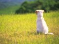 保護犬と暮らす際のメリット＆デメリット