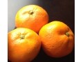 生活習慣病リスク減？みかんや柿の色素成分による効能