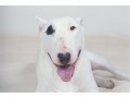 “毒舌ビッグ3”マツコ、坂上、有吉はなぜウケる？