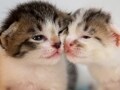 猫のスリスリは愛情表現？