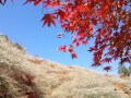 「紅葉」と「秋に咲く桜」のコラボレーションを楽しむ！ 愛知県小原地区の四季桜