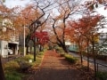 サザエさんの街・桜新町から「川がない川沿い」を歩く