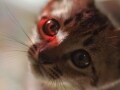 光に愛され光を愛する猫