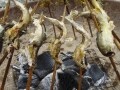 号外「コレは使える！全国田舎暮らし支援制度」
