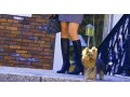 犬連れで街歩き、お出かけをする時の4大マナー