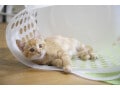猫は飼い主を選ぶ？ 猫との縁・運命を感じるエピソード