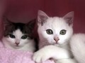 猫と出会いたい！猫活を考える