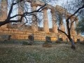 世界遺産の古代遺跡に咲くアーモンドの花／シチリア