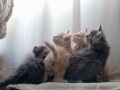 猫の思考考察：考える猫