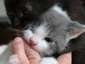 子猫の甘噛み王者選手権開催