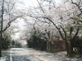 鎌倉山お花見散歩 ～桜並木＆ほっこり春色ハイク
