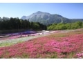 ピンク色の絨毯！秩父・羊山公園の芝桜2018年の見頃