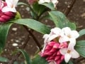 日本の春を感じる「沈丁花」のフレグランス