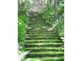 鎌倉～ツツジ咲く安養院としっとりこけ寺散歩～